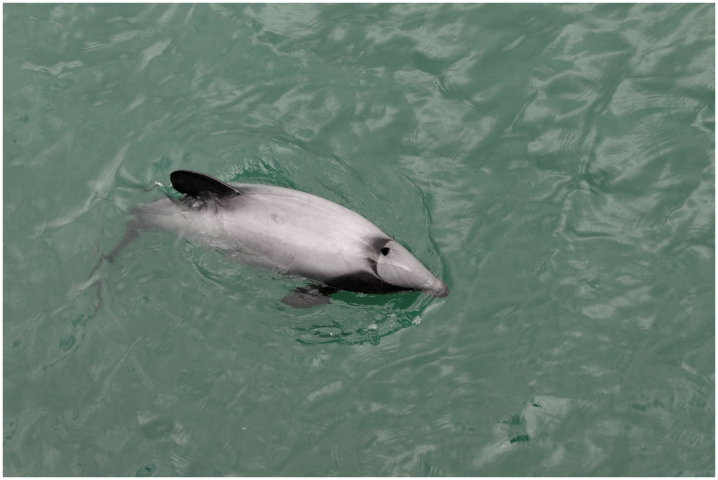 02 - Akaroa (08) - Hector Dolphin.jpg